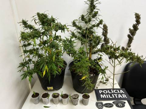 Pés de maconha apreendidos e suspeito do cultivo é detido em Guaçuí