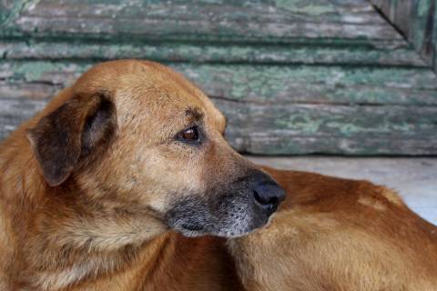 Associação denuncia matança de animais por envenenamento em Iúna