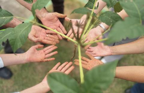 “Filtrando (H)Emoções” soma 62 mudas de ipês plantadas em Guaçuí
