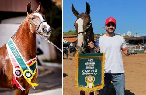 Potra de Ibatiba é campeã em competição nacional da raça Mangalarga Marchador