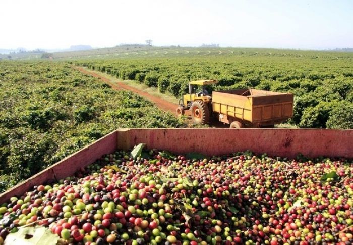 Cafés conilon e robusta somam 662 mil sacas enviadas ao exterior em um  único mês - Em Dia ES