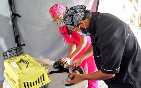 Alegre realiza castração de 82 cães e gatos em ação inédita no Caparaó
