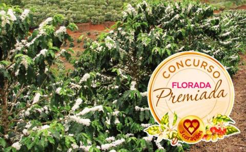 Cinco cafeicultoras da região do Caparaó Capixaba são finalistas no Florada Premiada
