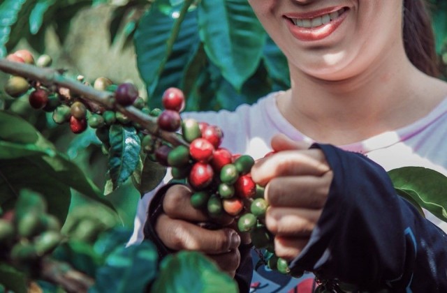 Encontro vai debater a participação feminina na cafeicultura nesta quinta (9) em Irupi