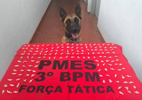 Mais de 150 pedras de crack são encontradas pela K9 Alga em Guaçuí