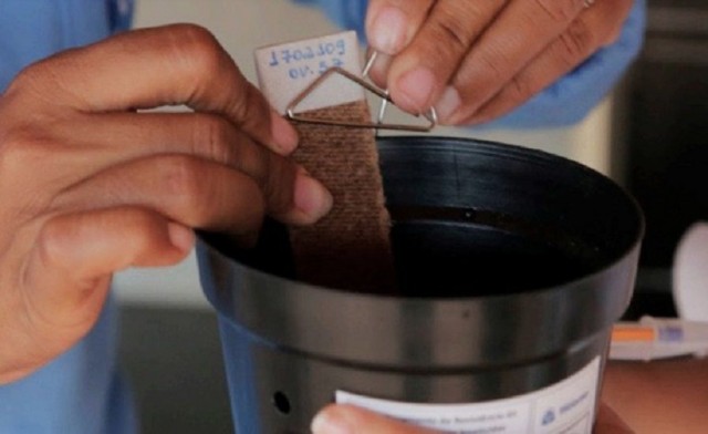 Sesa amplia implantação de armadilhas de oviposição do Aedes aegypti no ES