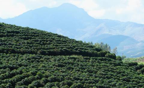 37 Cafés Arábica do Caparaó Capixaba classificados para Coffee of the Year