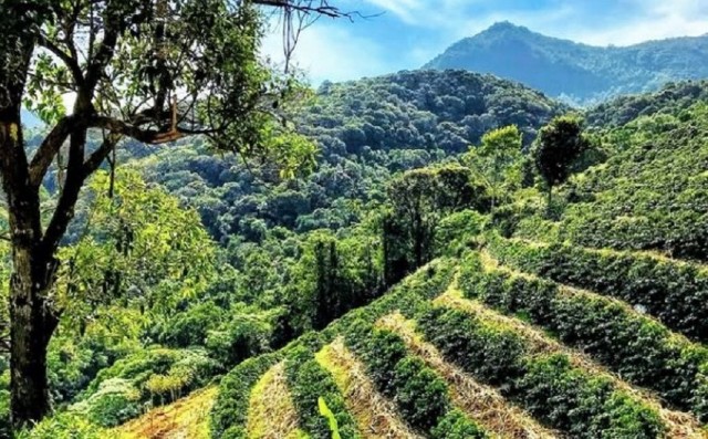 Compradores estrangeiros visitarão produtores de cafés especiais no Caparaó