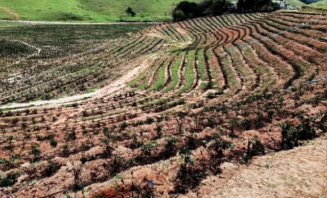 Temporal em Muniz Freire: prejuízos na agricultura somam cerca de R$ 20 milhões