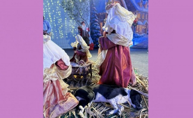 Cachorro chama atenção ao se deitar no presépio durante o Natal de Luz em Guaçuí