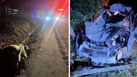 Motorista fica ferido após atropelar uma vaca na rodovia BR482 em Guaçuí