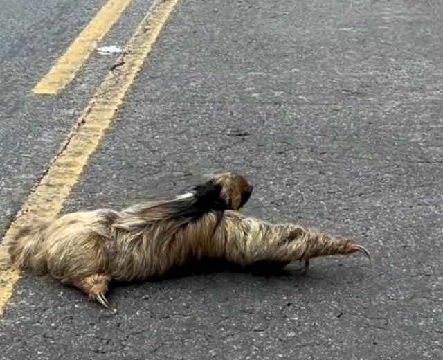 Bicho-preguiça é resgatado do meio da BR-262 em Brejetuba