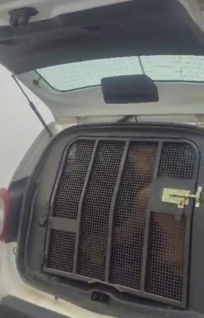 Suspeito detido em compartimento de viatura da Polícia Militar após ocorrência de violência doméstica em Bom Jesus do Norte.