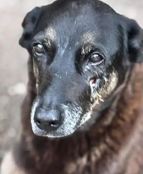 Cão de pelagem escura com ferimentos visíveis no rosto, vítima de maus-tratos.