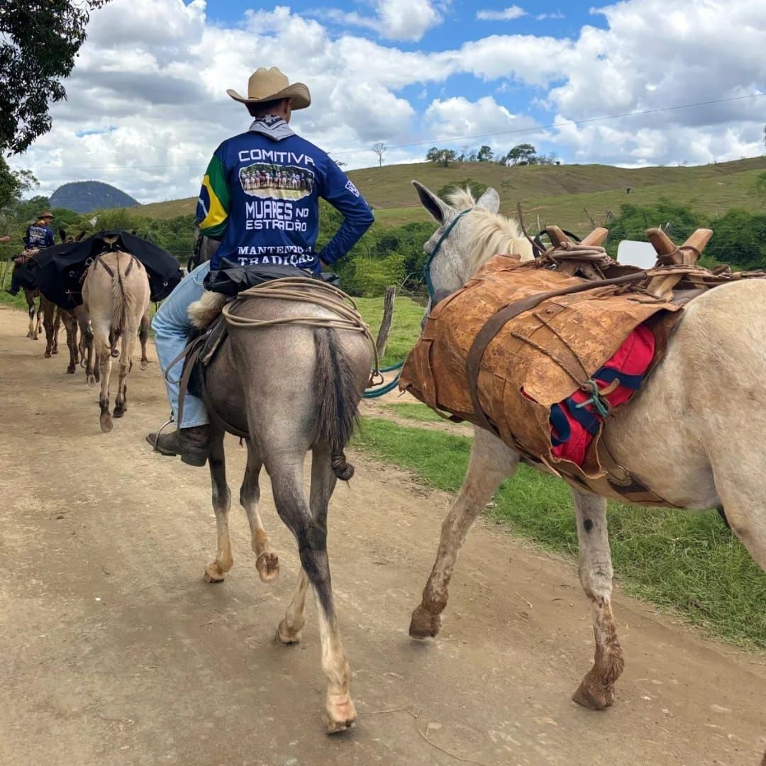 Integrantes da Comitiva Muares no Estradão percorrem trilha com animais carregados durante resgate da tradição tropeira.