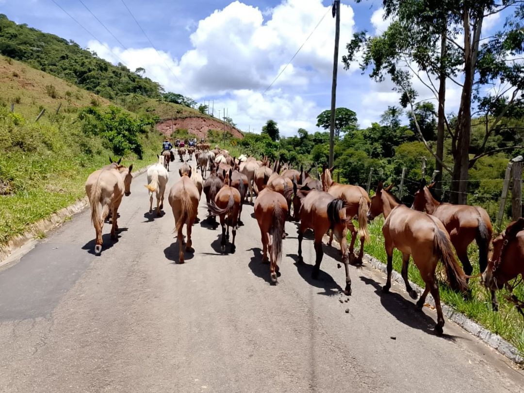 Tropa de muares caminha por estrada asfaltada em área rural, cercada por vegetação e morros, durante a tropeada da Comitiva Muares no Estradão no Sul do Espírito Santo.