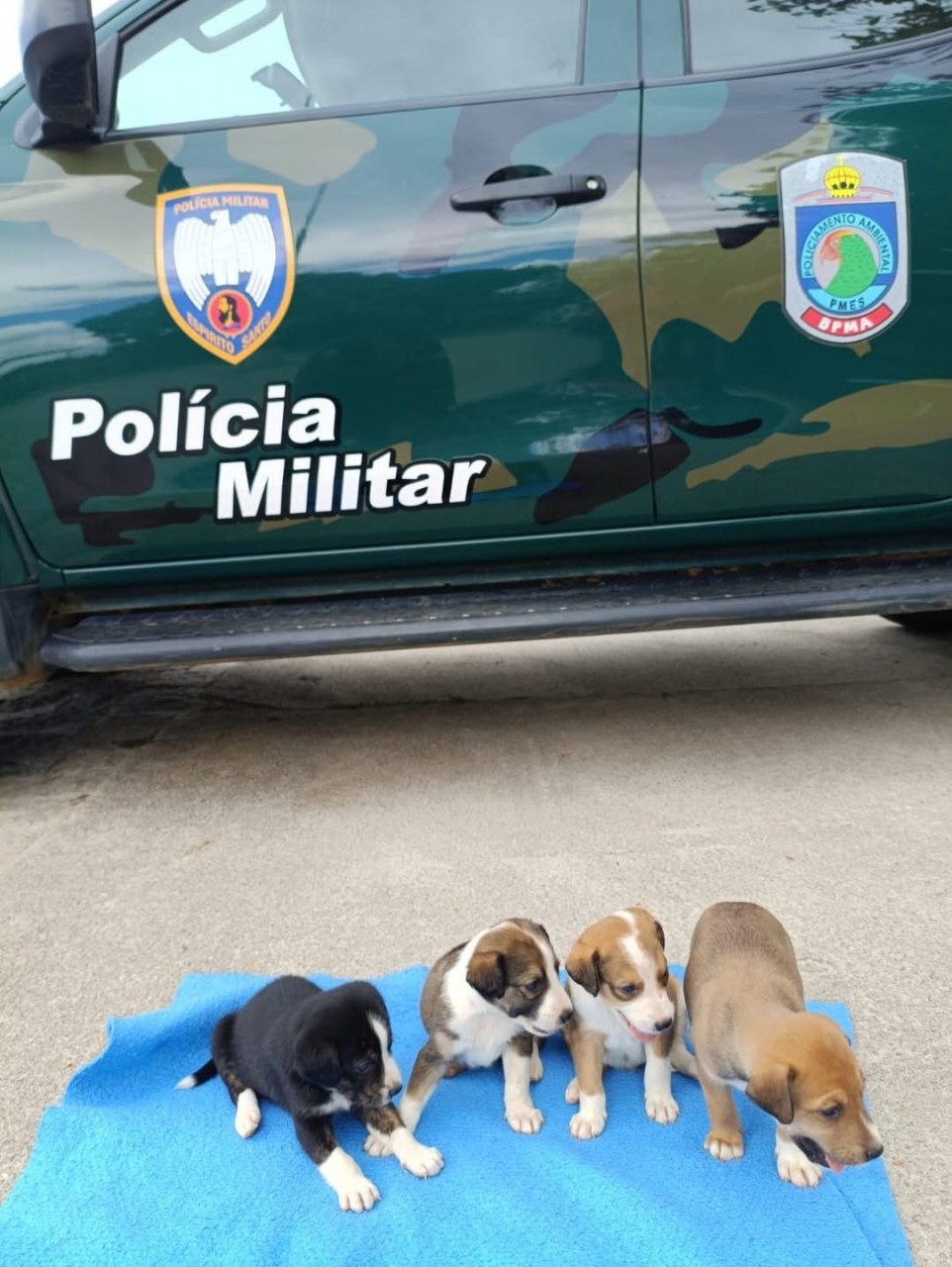 Viatura da Polícia Militar Ambiental ao fundo e quatro filhotes de cachorro resgatados após ocorrência de abandono em Cachoeiro de Itapemirim.