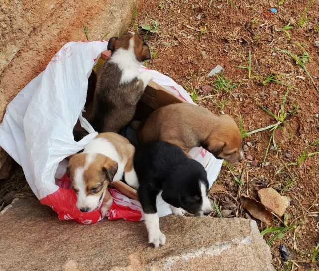 Polícia Ambiental flagra abandono de filhotes em Cachoeiro