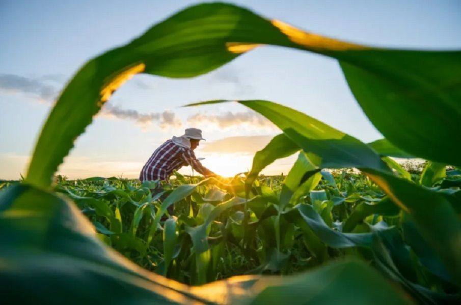 Agricultor trabalhando em plantação de milho ao pôr do sol, visto por entre as folhas verdes da plantação.