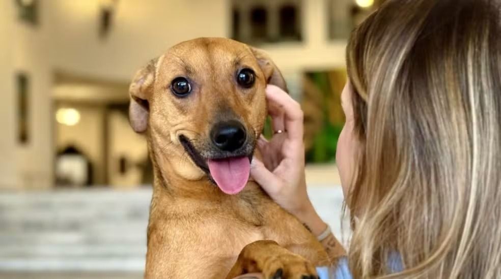 Mulher segura um cachorro de estimação no colo, simbolizando o vínculo afetivo entre tutores e pets.