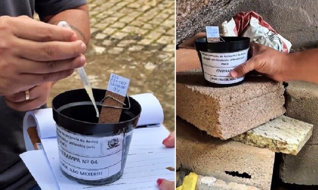 Agente de endemias realizando coleta em Ovitrampa utilizada para monitoramento do Aedes aegypti em Divino de São Lourenço; recipiente escuro com água e palheta de madeira sendo analisado para identificação de ovos do mosquito.