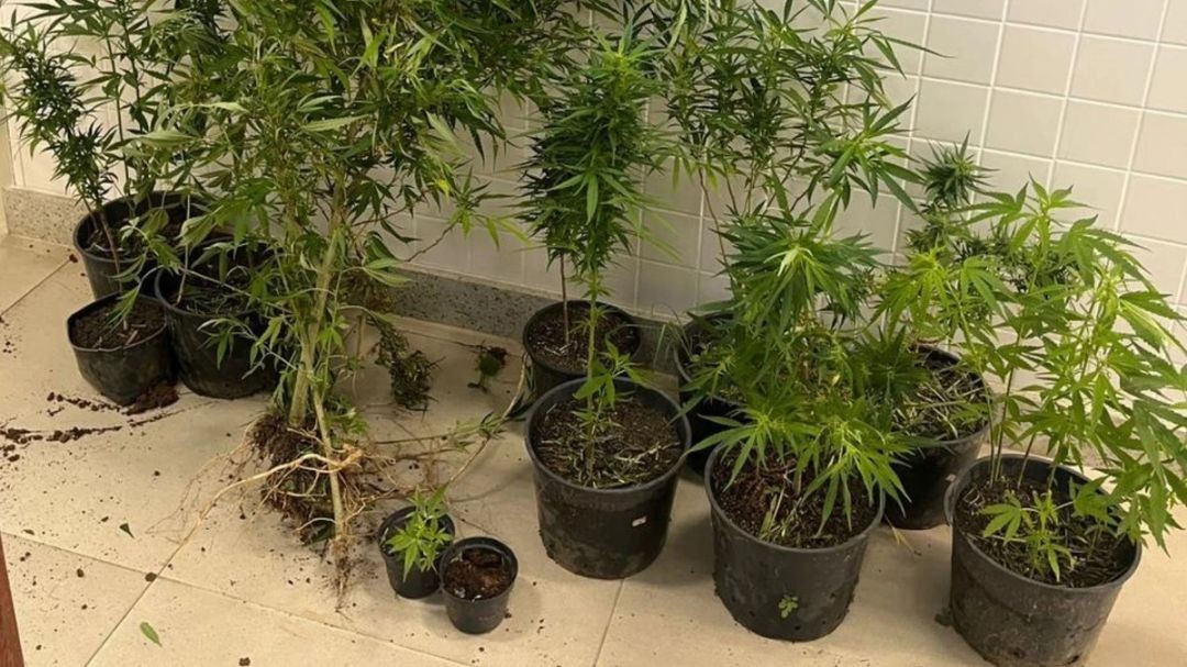 Polícia apreende 18 vasos com pés de maconha dentro de imóvel em Patrimônio da Penha, distrito de Divino de São Lourenço, no Sul do Espírito Santo.