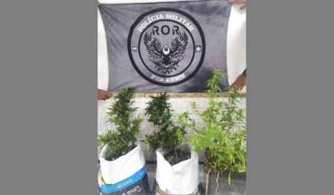 Polícia Militar apreende pés de maconha na zona rural de Divino de São Lourenço