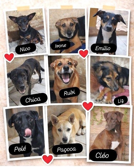 Montagem com fotos de cães disponíveis para adoção, incluindo animais chamados Nico, Ivone, Emílio, Chica, Rubi, Liz, Pelé, Paçoca e Cleo.