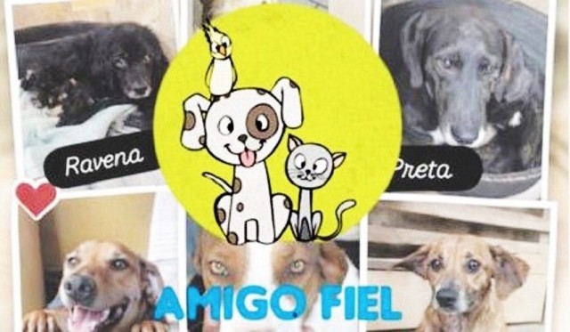 Associação Amigo Fiel atua há quase 7 anos no resgate de animais em Iúna
