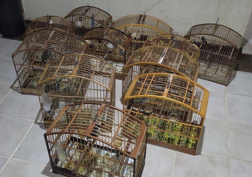 Aves silvestres mantidas em gaiolas são apreendidas pela Polícia Militar Ambiental e encaminhadas ao IEMA em Guaçuí.