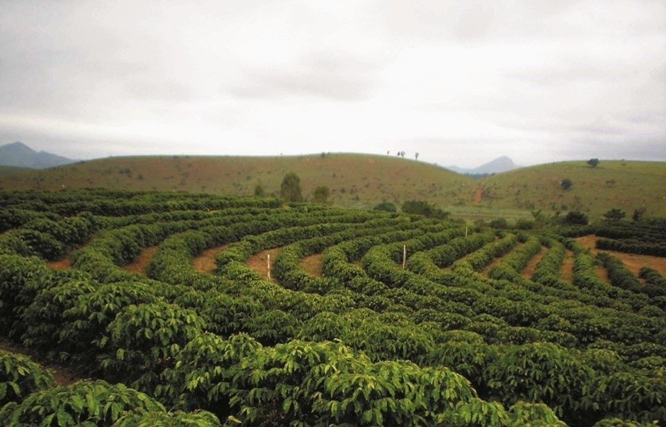 Vista panorâmica de uma plantação de café em sistema de jardins clonais no Espírito Santo. Os pés de café estão organizados em linhas curvas que acompanham o relevo do terreno montanhoso ao fundo, sob um céu nublado, representando a importância do monitoramento climático para a agricultura capixaba.