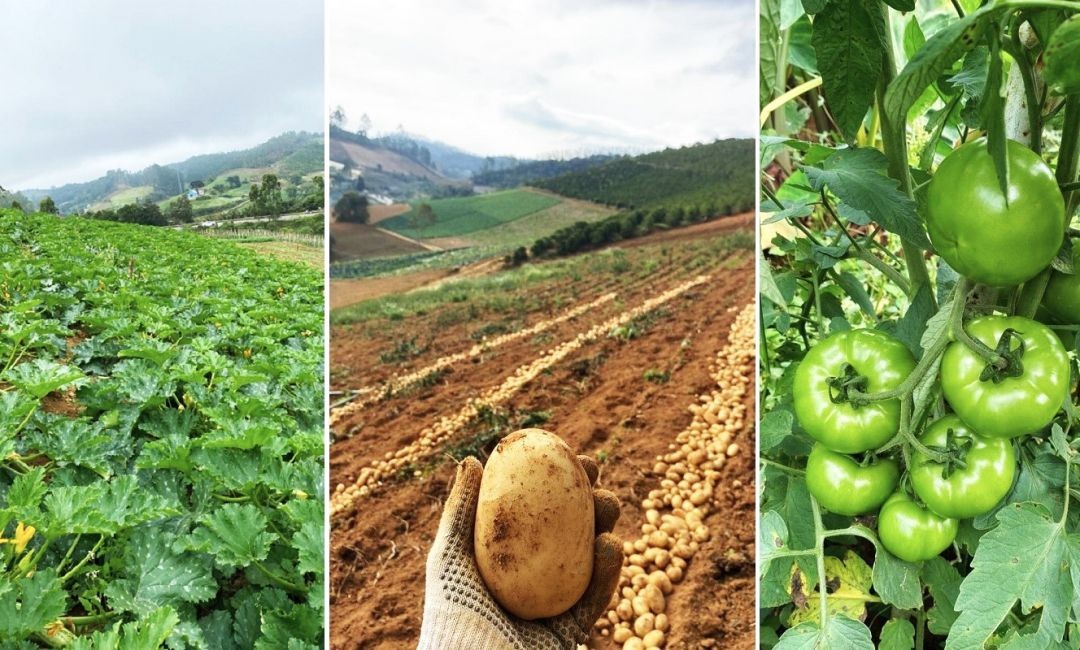 Foto montagem de uma lavoura, tendo ao fundo construções rurais e montanhas características da região do Caparaó, além de uma mão segurando uma batata, em uma lavoura de batatas colhidas e paisagem rural ao fundo, e um pé de tomates ainda verdes.