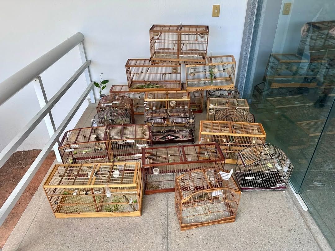 Diversas gaiolas com pássaros apreendidos durante fiscalização da Polícia Militar Ambiental em torneio de aves em Jerônimo Monteiro.