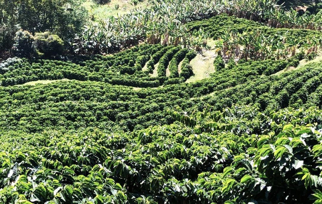 Close de uma lavoura de café plantada em curvas de nível em uma encosta. As fileiras de cafeeiros formam desenhos geométricos verdes na paisagem, cercadas por bananeiras e mata nativa, demonstrando o manejo agrícola da região.