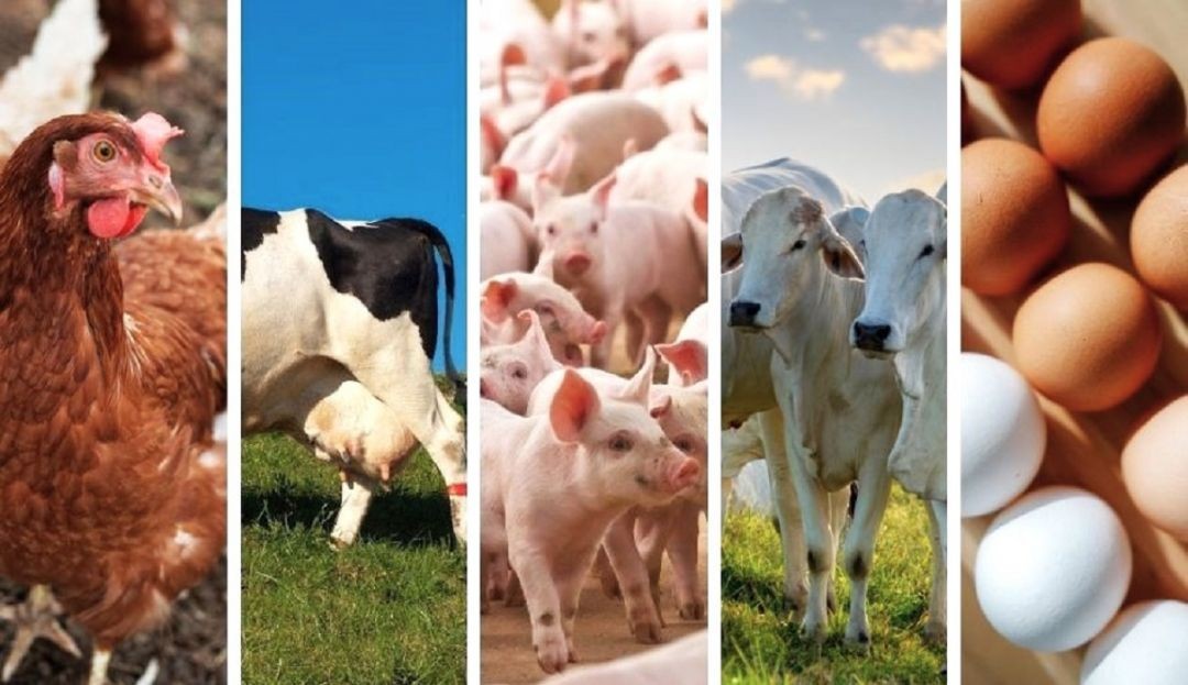 Montagem com cinco imagens verticais mostrando, da esquerda para a direita: uma galinha marrom, a parte traseira de uma vaca leiteira no pasto, um grupo de leitões, dois bois brancos (Nelore) e uma bandeja com ovos brancos e vermelhos.