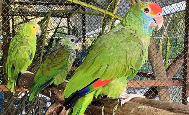 Iema resgata mais de mil animais silvestres e reforça ações de reabilitação no ES