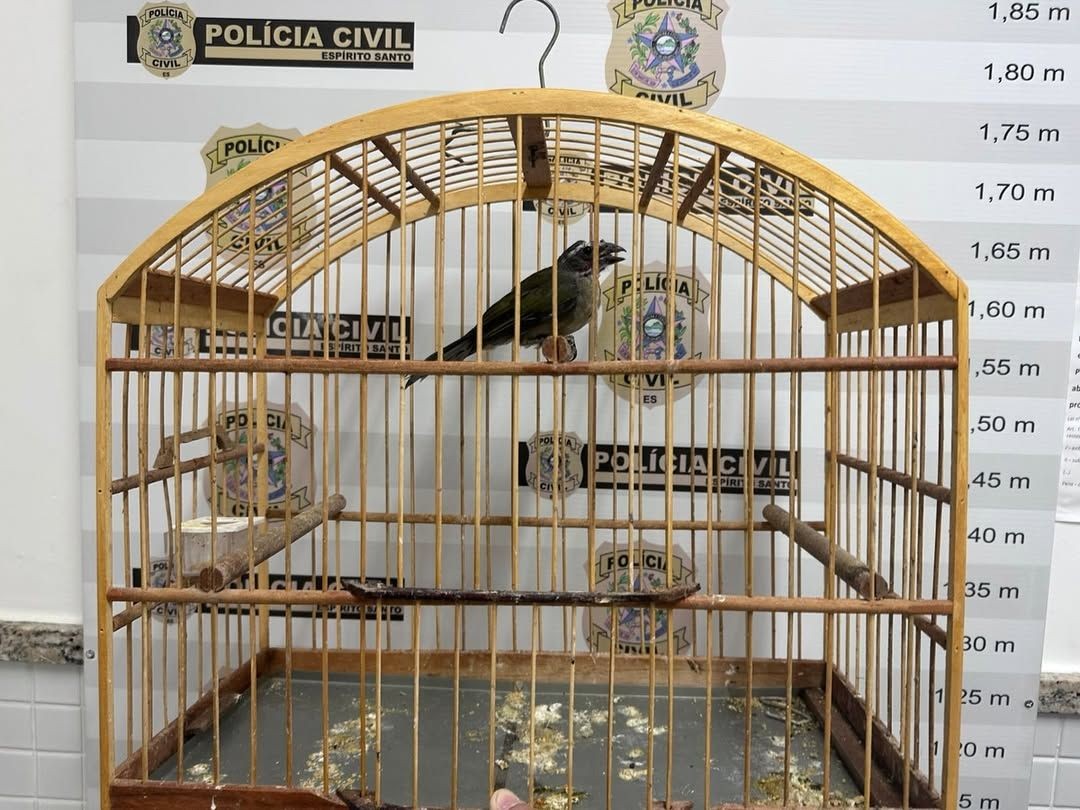 Trinca-ferro dentro de gaiola apreendida durante operação da Polícia Ambiental no Espírito Santo.