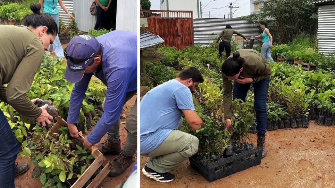 Composição de duas imagens. À esquerda, em destaque, uma mulher e um homem manuseiam mudas em sacos plásticos pretos dentro de uma caixa de madeira. À direita, três pessoas trabalham na organização de centenas de mudas dispostas no chão de terra, preparando o lote para entrega aos produtores rurais.