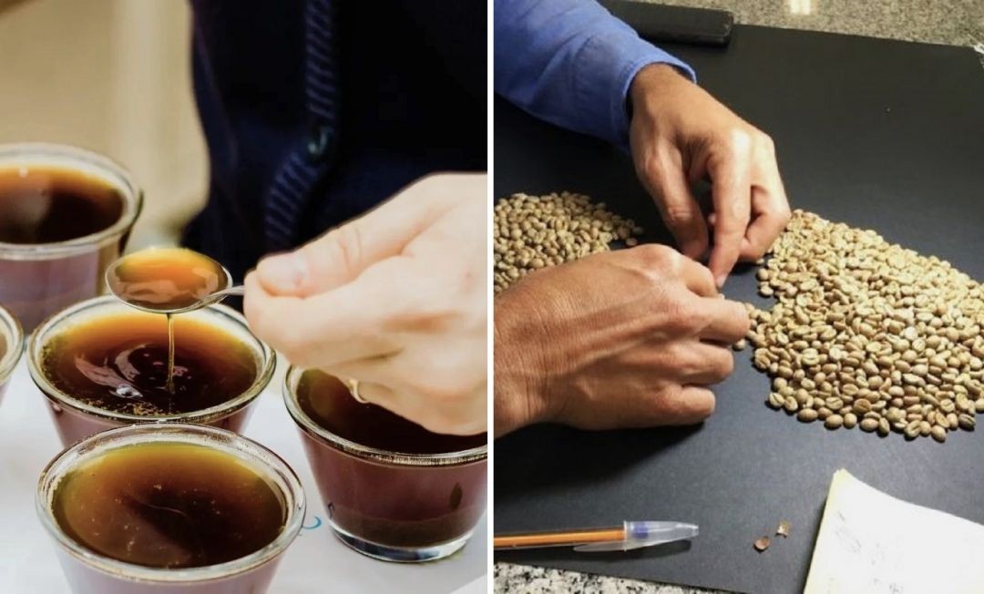 Montagem com duas fotos: à esquerda, uma pessoa utiliza uma colher para realizar a prova técnica (cupping) em xícaras de café; à direita, mãos selecionam grãos de café cru (verde) sobre uma mesa de classificação.