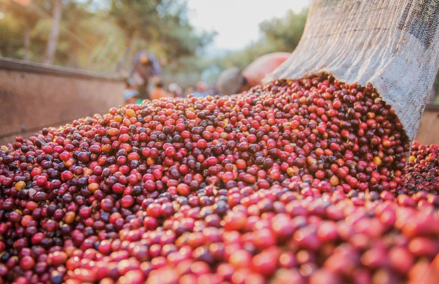 Safra de café no Brasil deve alcançar recorde histórico com 66,7 milhões de sacas