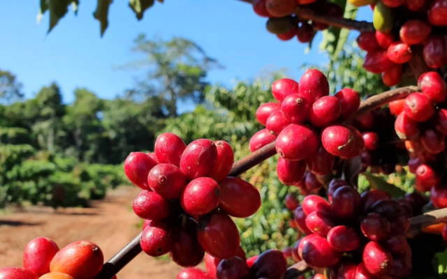 Iúna recebe abertura da colheita do café arábica no Espírito Santo