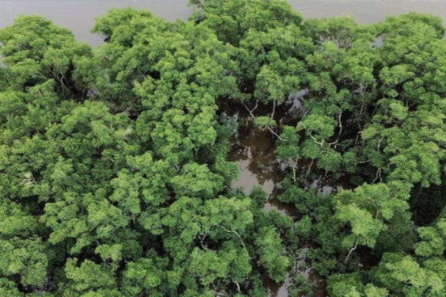 Desmatamento na Mata Atlântica recua 40% e atinge menor nível histórico