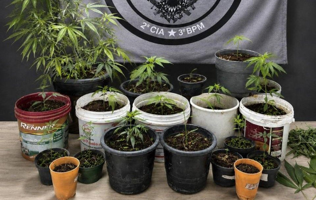 Plantação de maconha é apreendida em Guaçuí