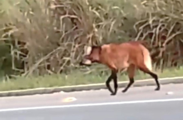 Lobo-guará é avistado às margens da ES-181 na zona rural de Muniz Freire