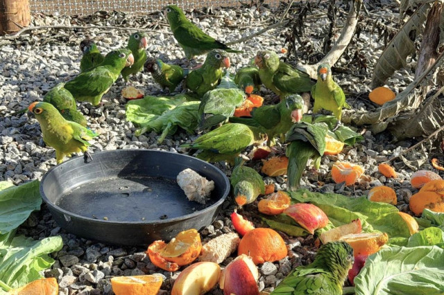 Mais de 130 animais silvestres reabilitados são soltos na zona rural de Guaçuí