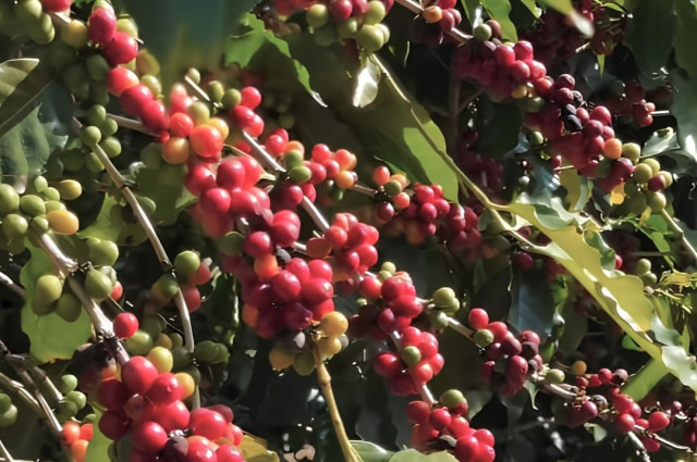 Ibitirama abre inscrições para Concurso de Qualidade e Sustentabilidade de Café Arábica