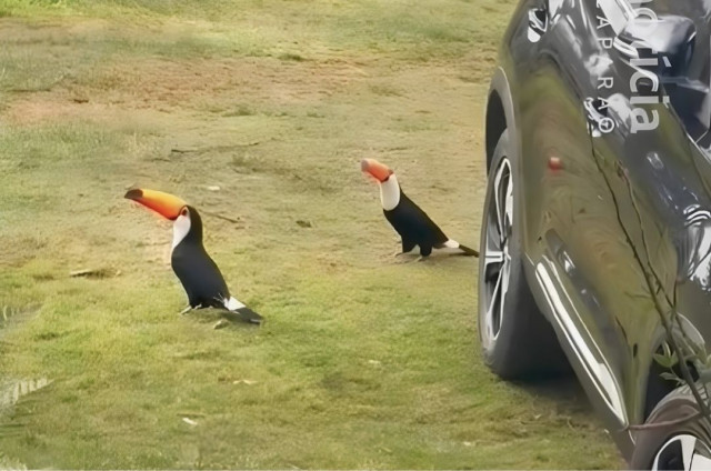 Vídeo: Tucanos-toco são registrados em fazenda na zona rural de Iúna