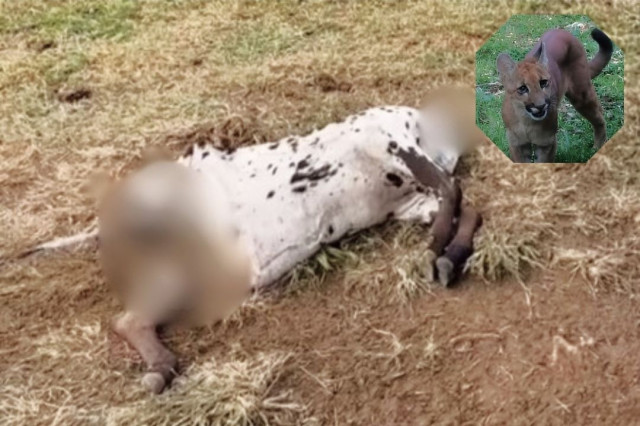 Vídeo: Novilha encontrada morta sem uma das patas em propriedade entre Iúna e Muniz Freire