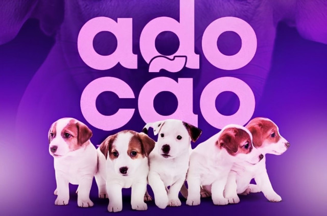 Alegre realiza nova edição da Feira Municipal de Adoção de Animais